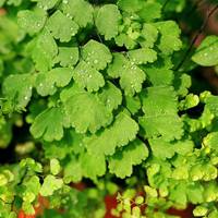 Adiantum