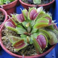 Dionaea muscipula