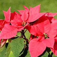 poinsettia