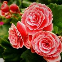 Begonia semperflorens