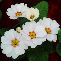 Primula