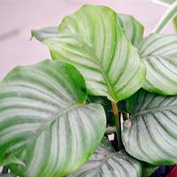 Round leaf bamboo taro