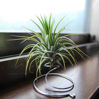 Tillandsia