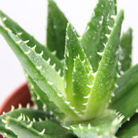 aloe