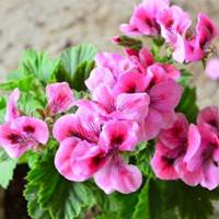 Geranium