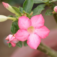 Adenium obesum