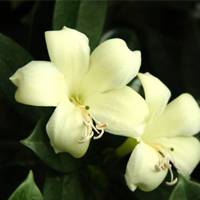 Africa Jasmine