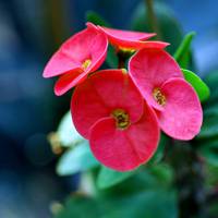 crown-of-thorns euphorbia