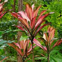 Cordyline terminalis