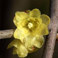 wintersweet