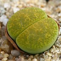 Lithops