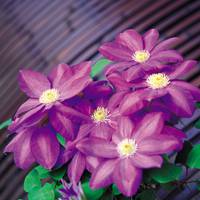 Clematis