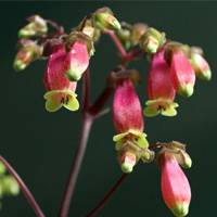 Kalanchoe Manginii 