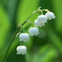 Lily of the valley