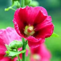 Hollyhock