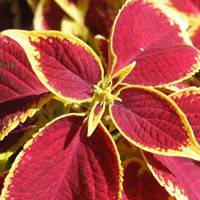 Coleus