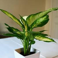 aglaonema 