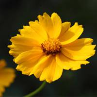 Calendula officinalis