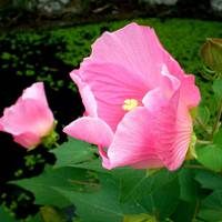 Hibiscus Flower