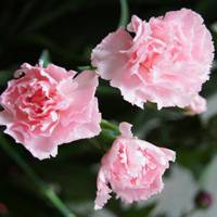 Carnation