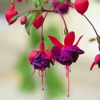 Fuchsia