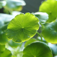 HYDROCOTYLE