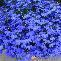 Garden Lobelia