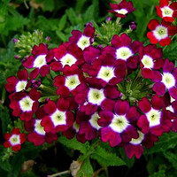 Verbena