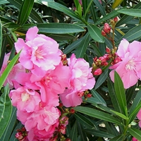 Nerium oleander