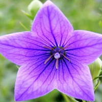 Chinese bellflower