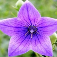 Chinese bellflower