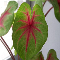 Caladium 