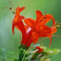 Chinese trumpet creeper