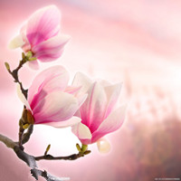 a magnolia