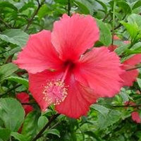 Hibiscus rosa sinensis