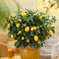 Kumquat