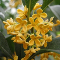 sweet-scented osmanthus