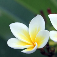 Plumeria rubra