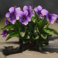 Chinese violet