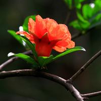 pomegranate flowers