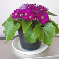 cineraria