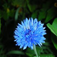 Cornflower