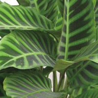 Calathea zebrine 