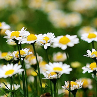 Leucanthemum paludosum