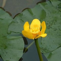 Pond Lily