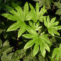 Fatsia japonica