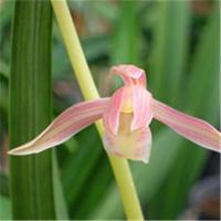 Chinese cymbidium