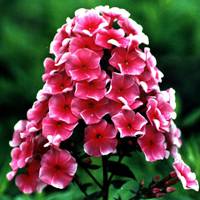 Phlox