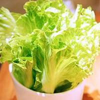 romaine lettuce