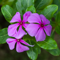 Madagascar rosy periwinkle